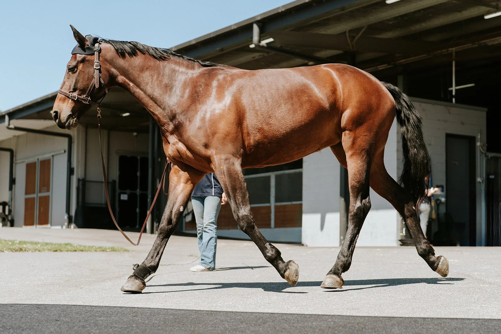 Ambulatory Veterinary Services